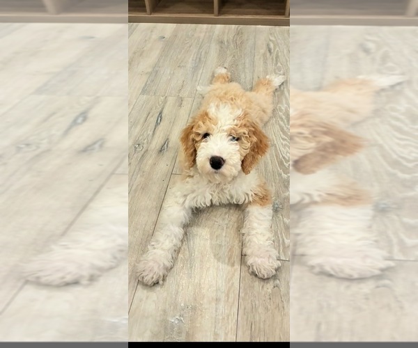 Medium Photo #6 Golden Retriever-Sheepadoodle Mix Puppy For Sale in LA MESA, CA, USA