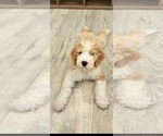 Small #5 Golden Retriever-Sheepadoodle Mix