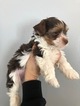 Small Photo #2 Yorkshire Terrier Puppy For Sale in WHITE SALMON, WA, USA