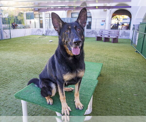Medium Photo #3 German Shepherd Dog Puppy For Sale in Pasadena, CA, USA