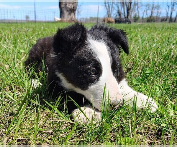 Medium Photo #1 Border Collie Puppy For Sale in NORBORNE, MO, USA