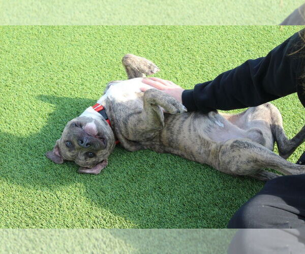 Medium Photo #3 Mutt Puppy For Sale in Chestertown, MD, USA