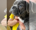 Small Photo #18 French Bulldog Puppy For Sale in CHULA VISTA, CA, USA