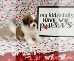 Small Photo #2 Mal-Shi Puppy For Sale in ZILLAH, WA, USA