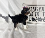 Small #5 Bernedoodle