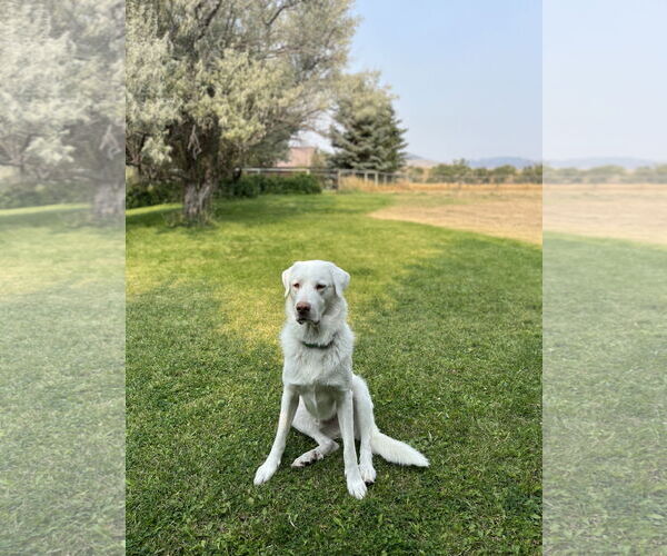 Medium Photo #2 Great Pyrenees Puppy For Sale in Bountiful, UT, USA