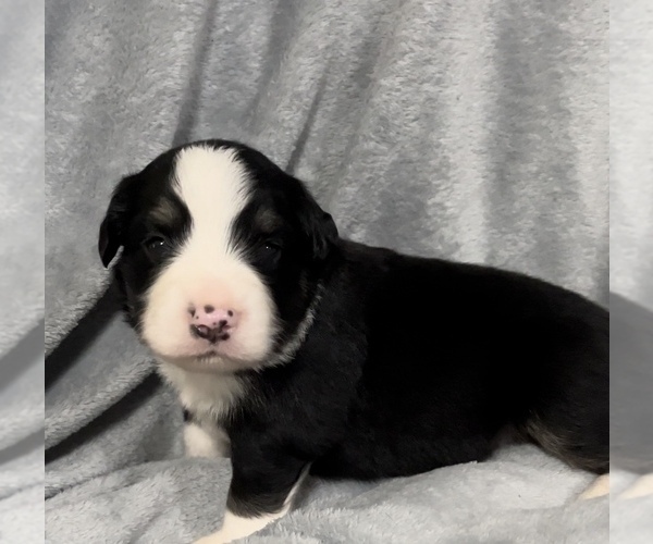 Medium Photo #10 Miniature Australian Shepherd Puppy For Sale in E LAURINBURG, NC, USA