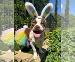 Small Photo #7 American Boston Bull Terrier Puppy For Sale in Redlands, CA, USA