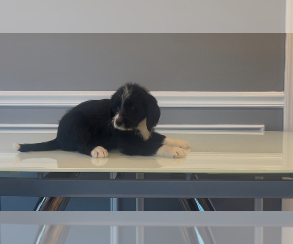 Medium Photo #85 Bernedoodle-Labradoodle Mix Puppy For Sale in MILFORD, NJ, USA