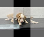 Small #1 American Pit Bull Terrier Mix