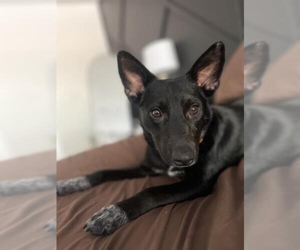 Medium Photo #1 Mutt Puppy For Sale in San Antonio, TX, USA