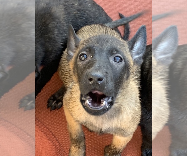 Medium Photo #31 Belgian Malinois Puppy For Sale in HARKER HEIGHTS, TX, USA