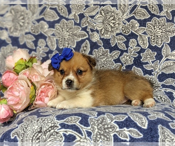 Medium Photo #2 Pembroke Welsh Corgi Puppy For Sale in DELTA, PA, USA