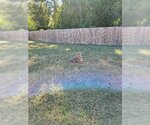 Small #3 Dutch Shepherd -Huskies  Mix