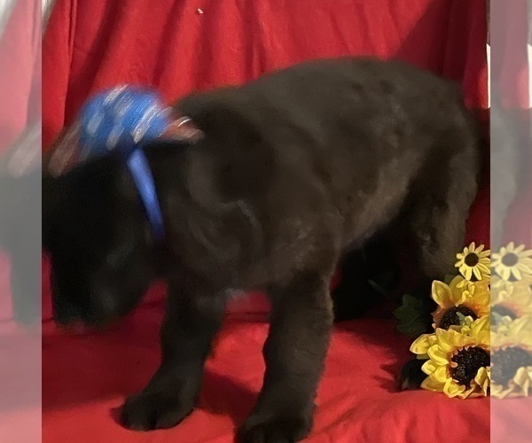 Medium Photo #4 Newfoundland Puppy For Sale in AURORA, IN, USA