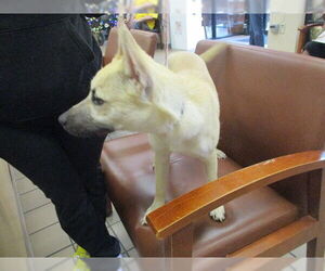 German Shepherd Dog-Unknown Mix Dogs for adoption in Ocala, FL, USA