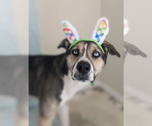 Reese - Female Siberian Husky-Unknown Mix Dog for Adoption - Photo #9