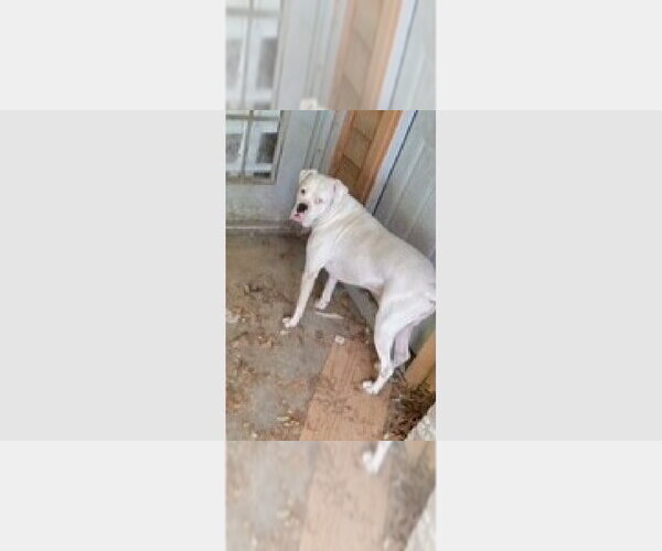 Medium Photo #1 Boxer Puppy For Sale in Austin, TX, USA