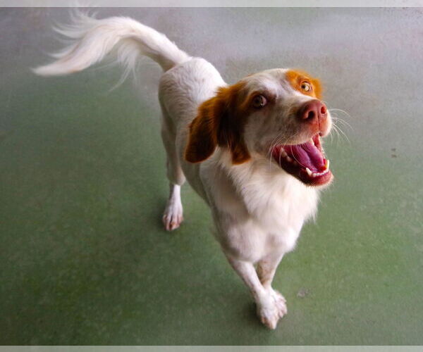 Medium Photo #3 Brittany Puppy For Sale in Curwensville, PA, USA