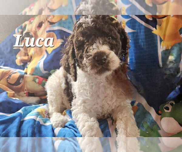 Medium Photo #2 Double Doodle Puppy For Sale in CANTON, OH, USA