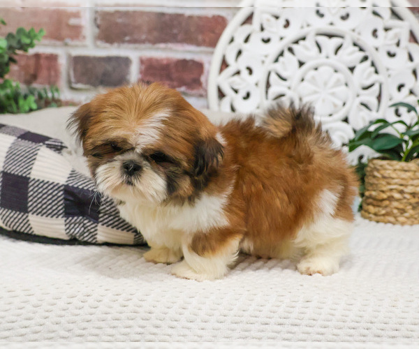 Medium Photo #6 Shih Tzu Puppy For Sale in SYRACUSE, IN, USA