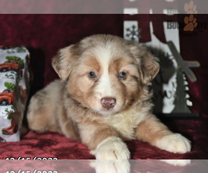 Australian Shepherd Puppy for sale in PERRYSVILLE, OH, USA