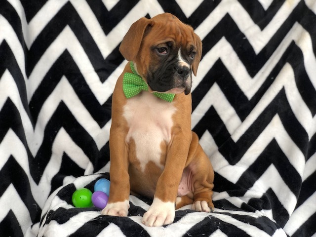 Medium Photo #7 Boxer Puppy For Sale in EAST EARL, PA, USA