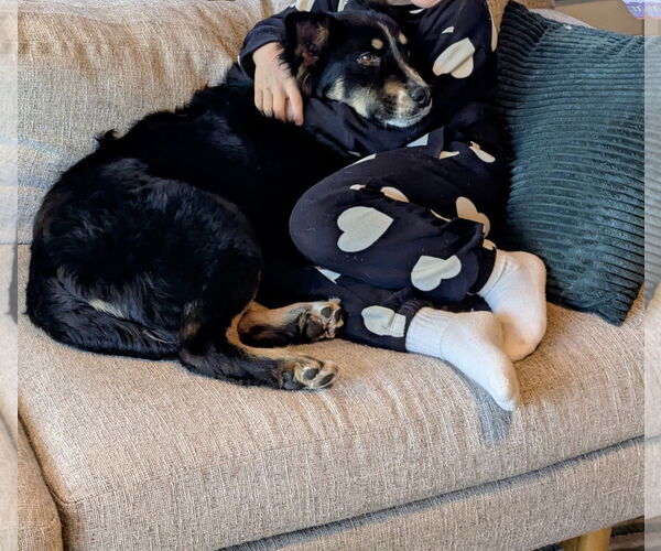 Medium Photo #7 Collie-Unknown Mix Puppy For Sale in Westwood, NJ, USA