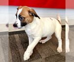 Small Photo #4 Bulloxer Puppy For Sale in Lake Forest, CA, USA