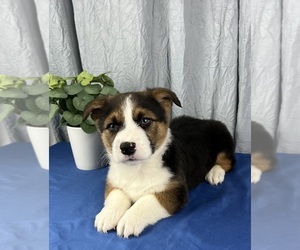 Pembroke Welsh Corgi Puppy for sale in GREENWOOD, IN, USA