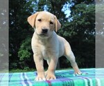 Small Photo #2 Labrador Retriever Puppy For Sale in GREENCASTLE, PA, USA