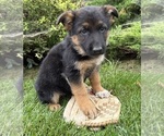 Delaney - Female German Shepherd Dog Puppy for Sale - Small photo