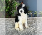 Small Photo #1 Labradoodle Puppy For Sale in GREENWOOD, IN, USA