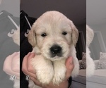 Small Photo #13 Golden Retriever Puppy For Sale in ANAHEIM, CA, USA