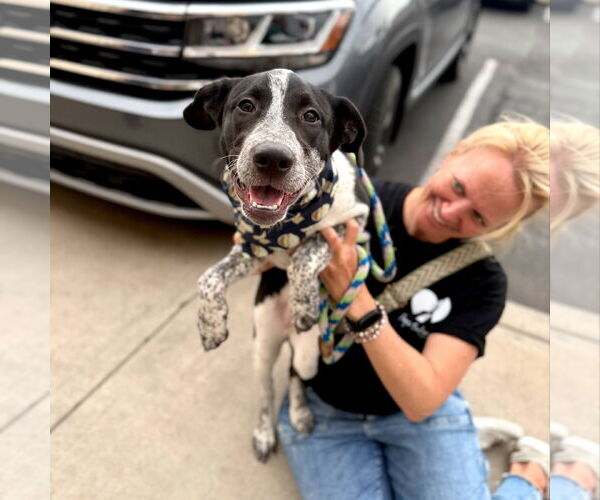 Medium Photo #9 American Staffordshire Terrier-Border Collie Mix Puppy For Sale in phoenix, AZ, USA