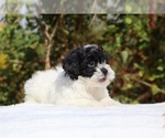 Small #6 ShihPoo