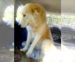 Small #3 Great Pyrenees