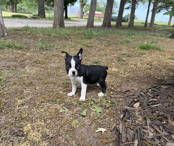 Medium Photo #1 Boston Terrier Puppy For Sale in FREDONIA, KS, USA