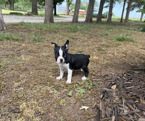 Boston Terrier Puppy for sale in FREDONIA, KS, USA