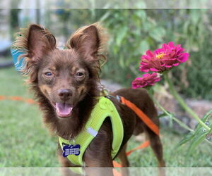 Chihuahua-Unknown Mix Dogs for adoption in Gulfport, MI, USA