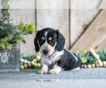 Puppy Jade Dachshund
