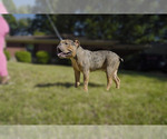 Small Photo #5 Olde English Bulldogge Puppy For Sale in MEMPHIS, TN, USA