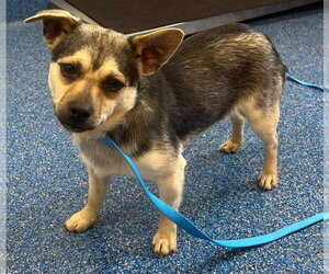 Chihuahua Dogs for adoption in Tarboro, NC, USA