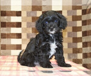 Cavapoo (Miniature) Puppy for sale in DENVER, PA, USA