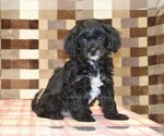 Image preview for Ad Listing. Nickname: Violet