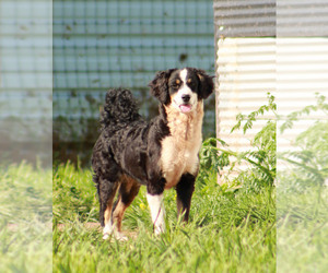 Mother of the Miniature Bernedoodle puppies born on 03/15/2023