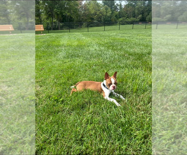 Medium Photo #1 Boston Terrier Puppy For Sale in CATONSVILLE, MD, USA