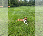 Small Photo #1 Boston Terrier Puppy For Sale in CATONSVILLE, MD, USA