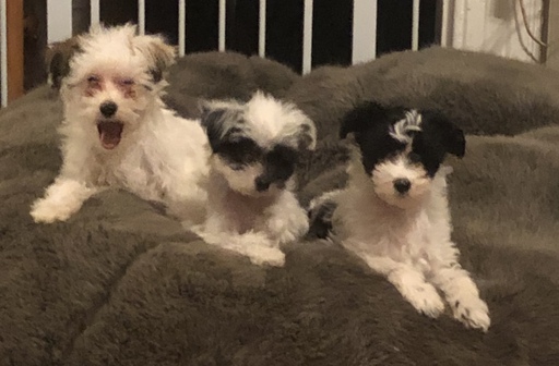 Medium Photo #1 Chinese Crested Puppy For Sale in MANHATTAN, NY, USA
