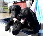 Small Photo #7 Labradoodle Puppy For Sale in VERGENNES, IL, USA